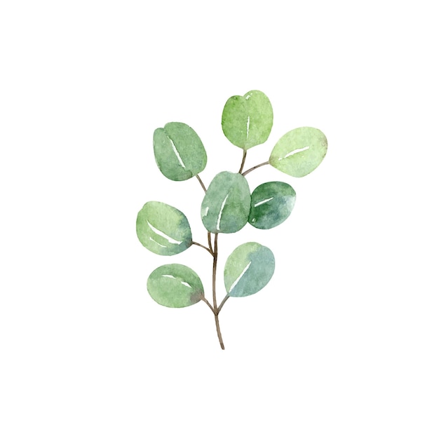 Branche de dollar en argent eucalyptus avec feuilles clipart vectoriel aquarelle isolé sur blanc