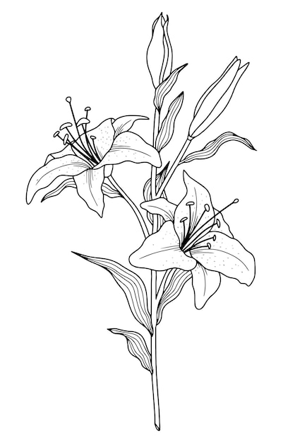 Vecteur branche élégante de lignes dessinées à la main avec des bourgeons de feuilles et des fleurs de lys