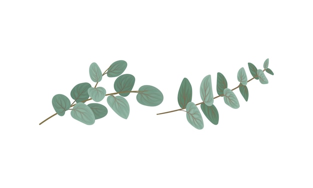 Branche d'eucalyptus à feuilles vertes avec feuilles glauques cireuses Set vectoriel