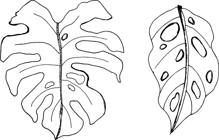 Vecteur une branche avec des feuilles de monstera est dessinée à la main isolée sur un fond blanc.