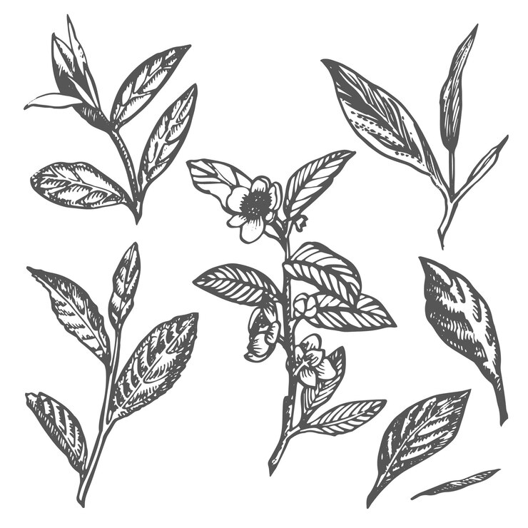 Branche et feuilles de thé vecteur de thé vert illustration dessinée à la main