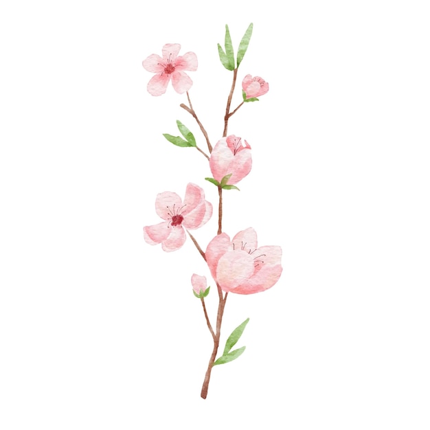 Branche de fleur de cerisier illustration aquarelle sakura isolé sur fond blanc fleur japonaise