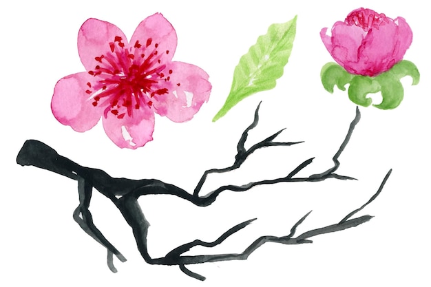 Branche De Fleur De Cerisier Japonais Illustration Dessinée à La Main à L'aquarelle. Fleurs De Sakura Sur Une Branche D'arbre.