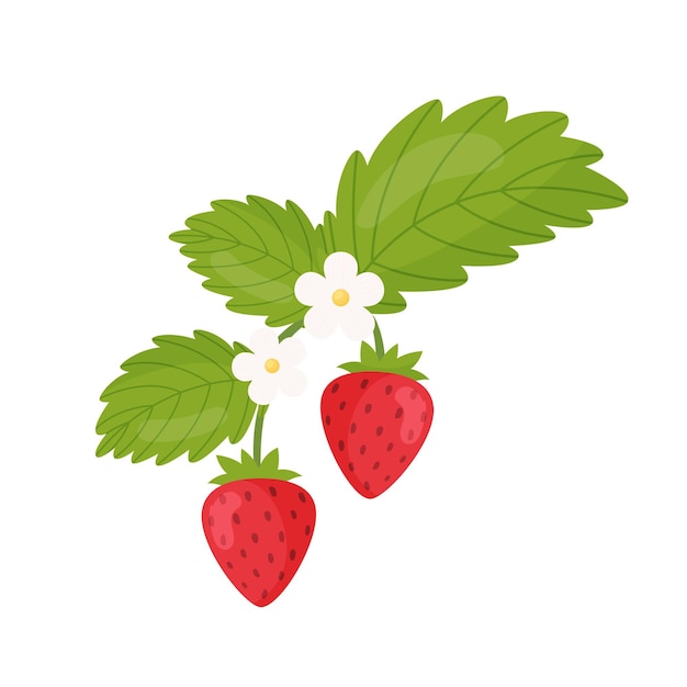 Branche De Fleur De Fraise Illustration Vectorielle