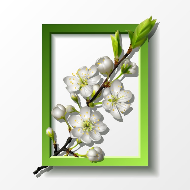 Branche De Fleurs De Cerisier Blanc Dans Un Cadre Rectangle Vert Pour La Bannière De Carte De Voeux De Printemps