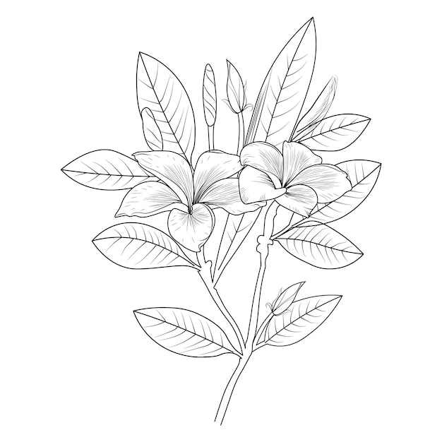 Branche de fleurs de fleur de frangipanier Illustration vectorielle de dessin à la main Bouquet d'éléments de design vintage.