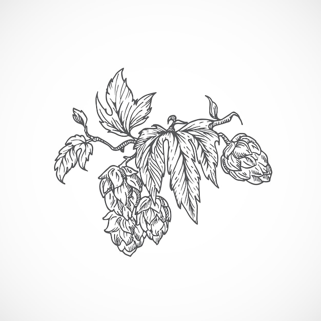 Branche De Houblon De Bière. Croquis Abstrait. Illustration Dessinée à La Main.