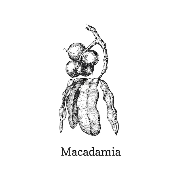 Branche De Macadamia Avec Croquis De Noix En Vecteur