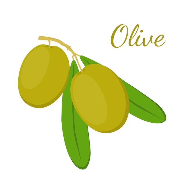 Branche d&#39;olives, olives. Cosmétiques, usine médicale. Végétarien naturel