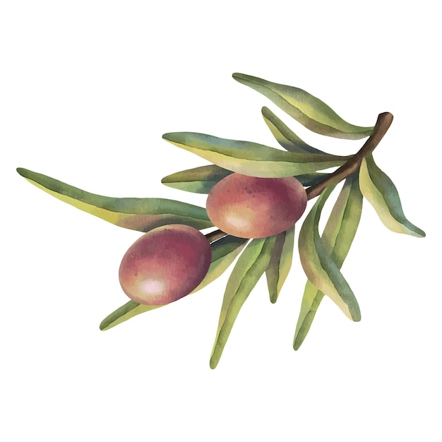 Branche d'olivier aquarelle