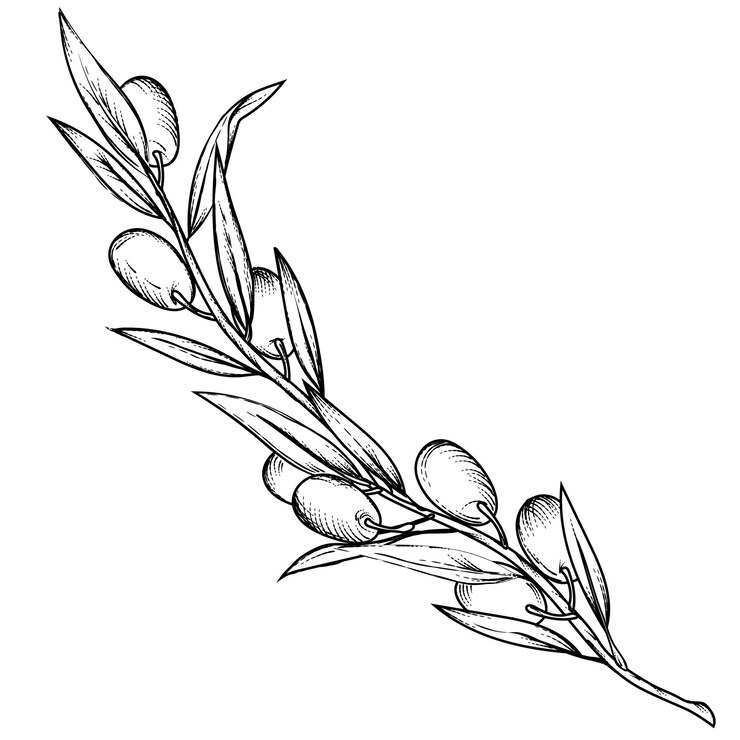 Branche d'olivier gravure illustration vectorielle de style dessiné à la main isolée