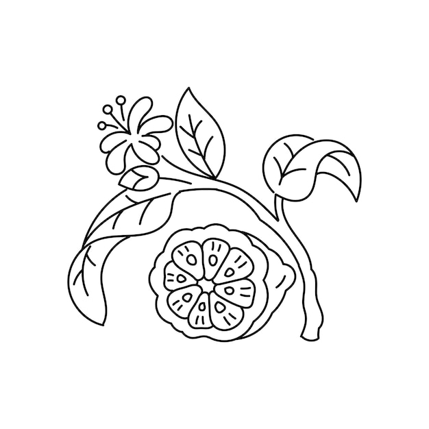 Branche D'oranger Bergamote Utilisé En Parfumerie Ligne Taille De Trait Modifiable.