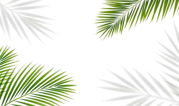 Une branche de palmier verte et un arrière-plan isolé