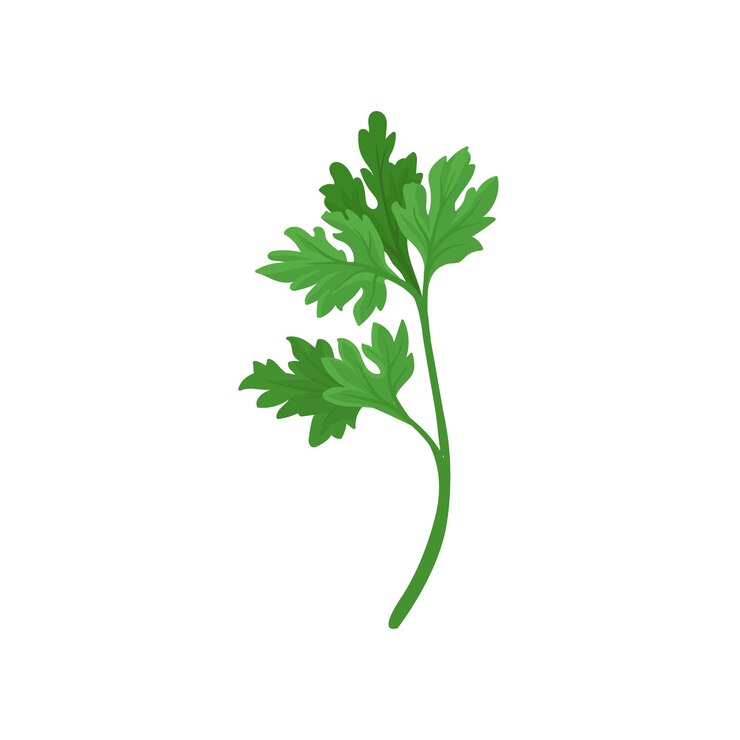 Vecteur branche de persil avec des feuilles aromatiques vert vif ingrédient naturel pour aromatiser les plats élément graphique pour livre de cuisine ou affiche illustration vectorielle plate colorée isolée sur fond blanc