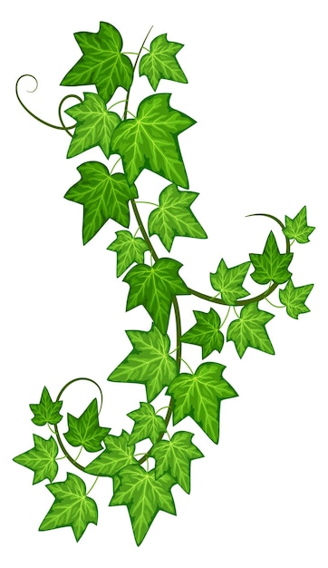 Vecteur branche de plante grimpante feuilles vertes naturelles plante grimpante