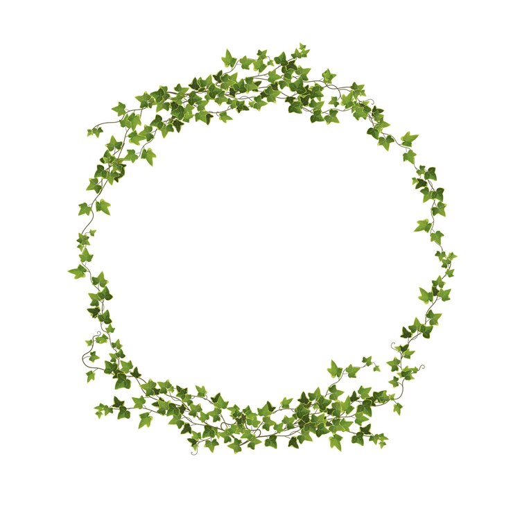Branche de plante de lierre dans une illustration de vecteur de dessin animé de forme de cercle