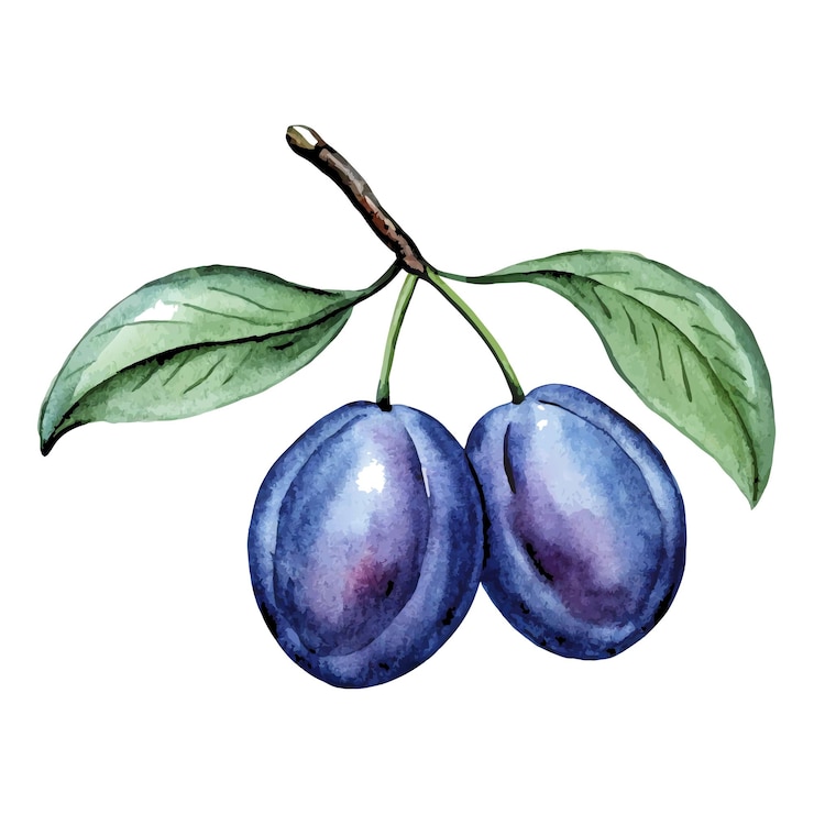 Vecteur branche de prune aquarelle vintage illustration vectorielle botanique 9