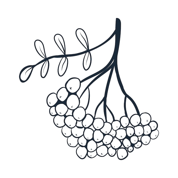 Vecteur branche de rowan dessin au trait illustration vectorielle avec des gribouillis sur le thème de l'automne confortable