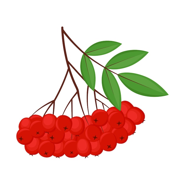 Branche De Rowan Avec Des Feuilles Vertes Et Des Baies Rouges, Illustration Vectorielle