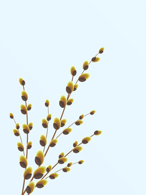 Branche de saule avec des pousses de bourgeons de nuances jaunes brunes
