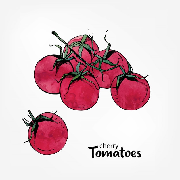 Branche De Tomates Cerises, Illustration Aquarelle Colorée Dessinée à La Main.