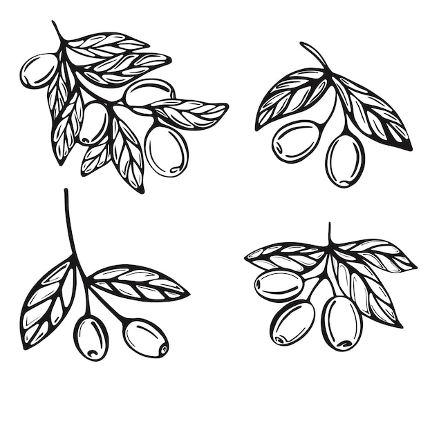 Branches Dessinées à La Main Avec Des Olives Isolées Sur Fond Blanc. Illustration Vectorielle Dans Le Style Doodle. Illustration Botanique