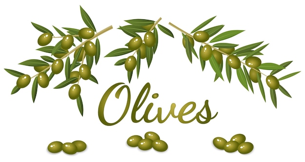 Branches et fruits de l'olivierImage réaliste des olives et des branches avec des feuilles