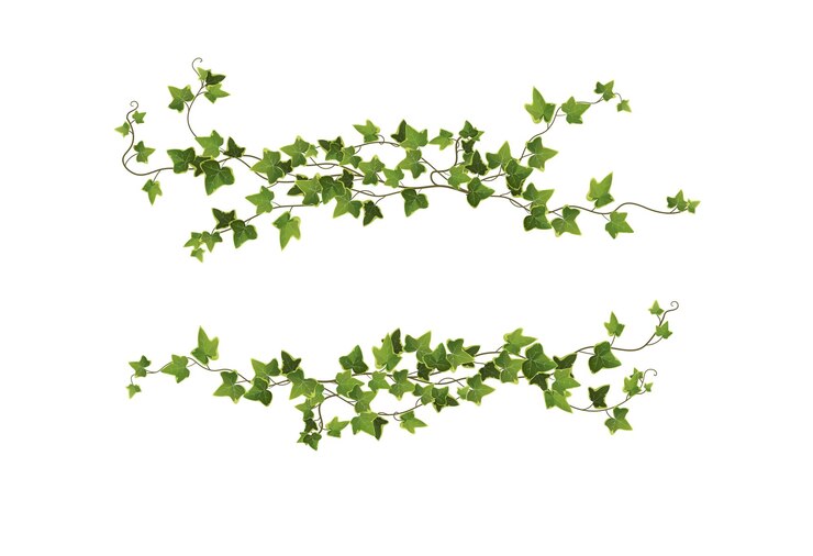 Branches de plantes de lierre isolés sur blanc