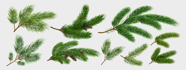 Branches de sapin Éléments décoratifs de Noël sapin réaliste isolés sur fond blanc collection branche d'épinette verte avec cône brun Ensemble de conception de vacances d'hiver vecteur botanique nouvel an