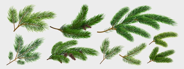 Vecteur branches de sapin éléments décoratifs de noël sapin réaliste isolés sur fond blanc collection branche d'épinette verte avec cône brun ensemble de conception de vacances d'hiver vecteur botanique nouvel an