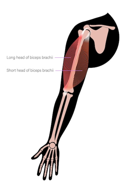 Bras du système musculaire