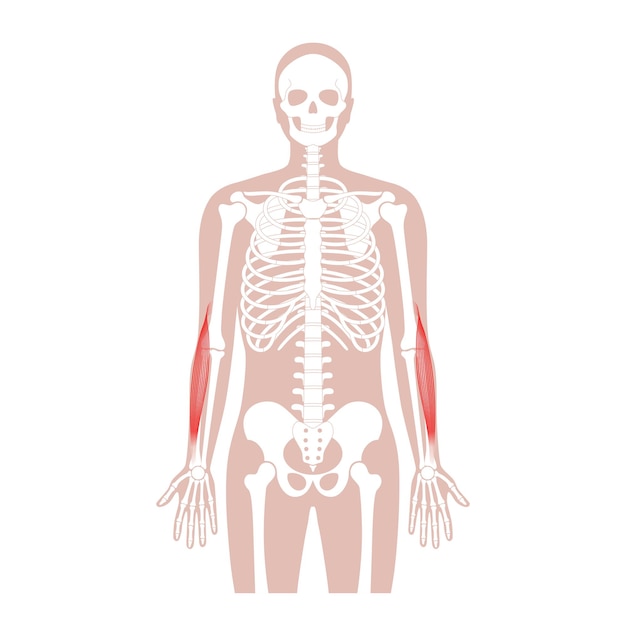 Bras Du Système Musculaire