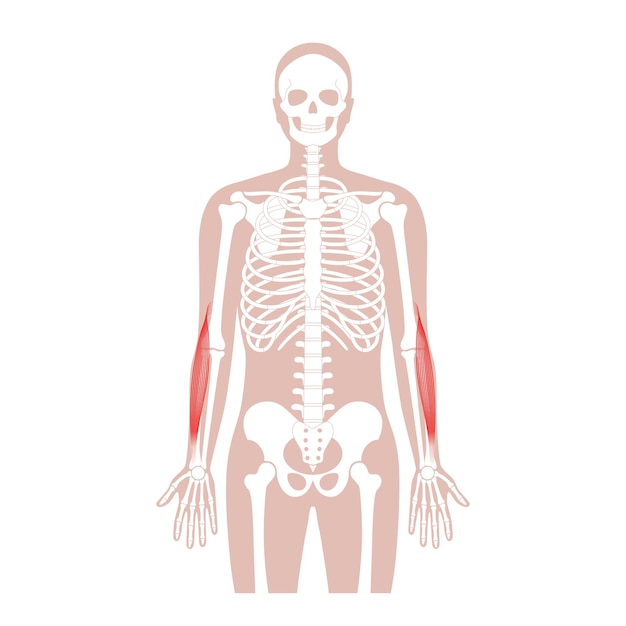 Bras Du Système Musculaire