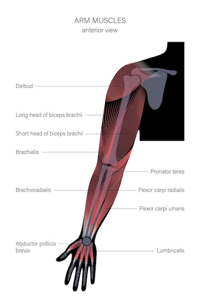 Vecteur bras du système musculaire