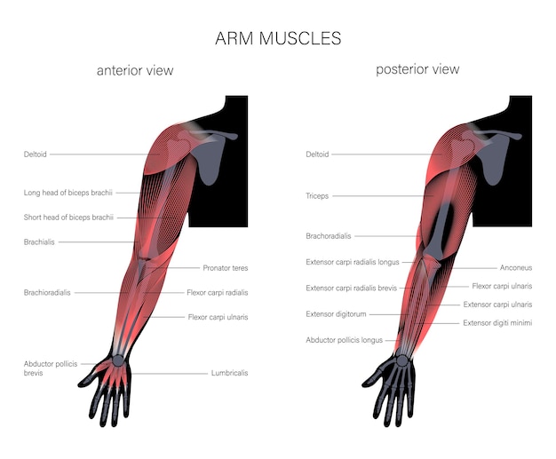 Bras Du Système Musculaire