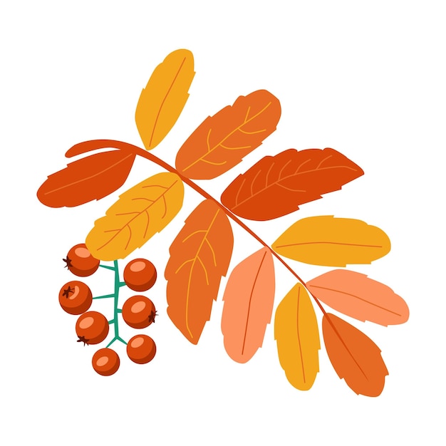 Brin de feuilles et de baies de rowan Plante d'automne Illustration dessinée à la main Isolé sur fond blanc