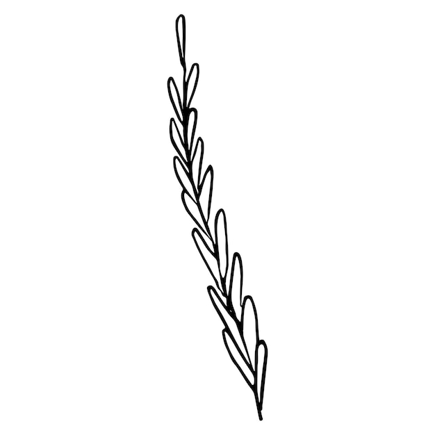 Un brin d'herbes aromatiques Illustration dessinée à la main dans un style de croquis d'un brin d'herbe avec des feuilles
