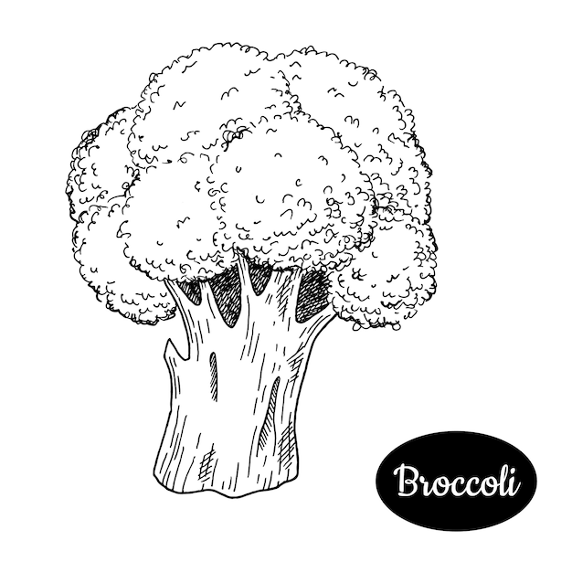 Brocoli dessinés à la main.