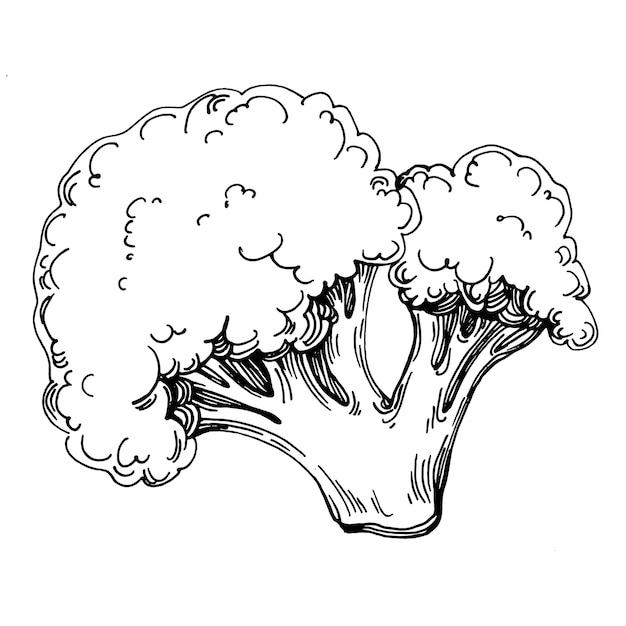 Brocoli Isolé Illustration Dessinée à La Main. Style Gravé Végétal. Croquis De Dessin De Nourriture Végétarienne. Produit Du Marché Fermier. Le Meilleur Pour La Conception De Logo, Menu, étiquette, Icône, Timbre.