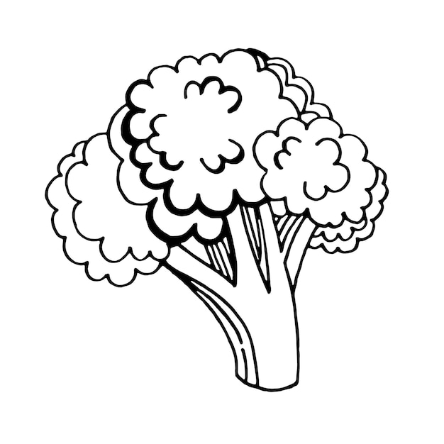 Vecteur brocoli