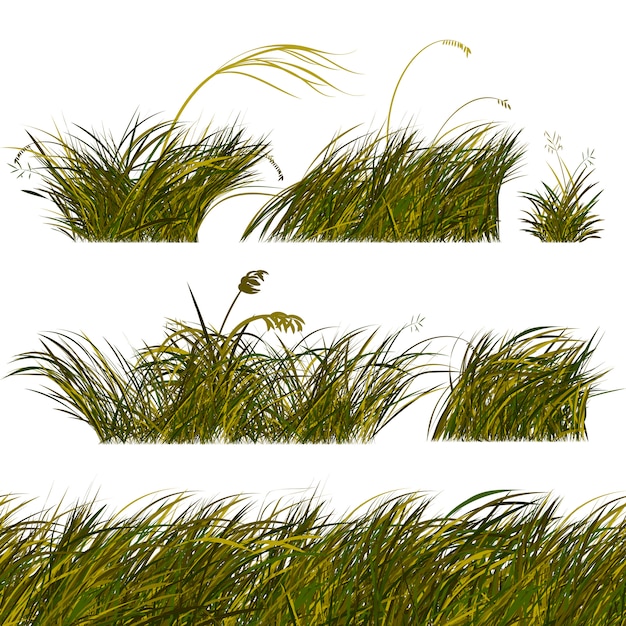 Brosses et modèles d'herbe de steppe verte et brune pour la conception. Illustration isolé sur fond blanc