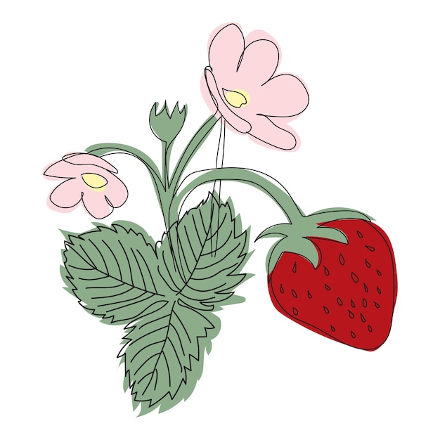 Buisson De Fraises Illustration Ligne Avec Baies Et Floraison