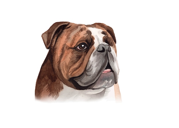 Bulldog peint à la main aquarelle