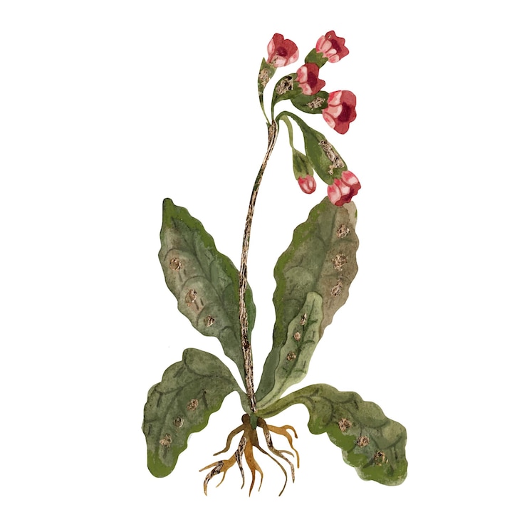 Vecteur bush avec illustration aquarelle de fleurs rouges