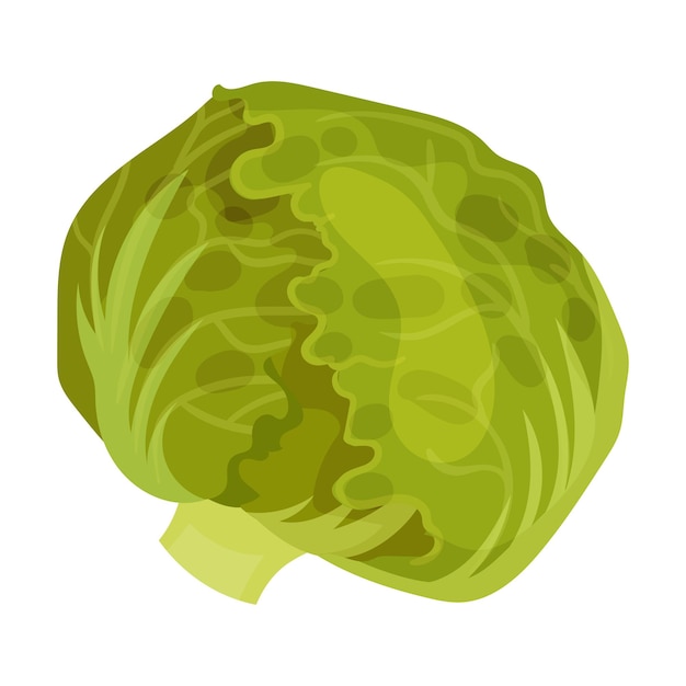 Vecteur cabbage head culture végétarienne isolée sur fond blanc élément de la salade grecque