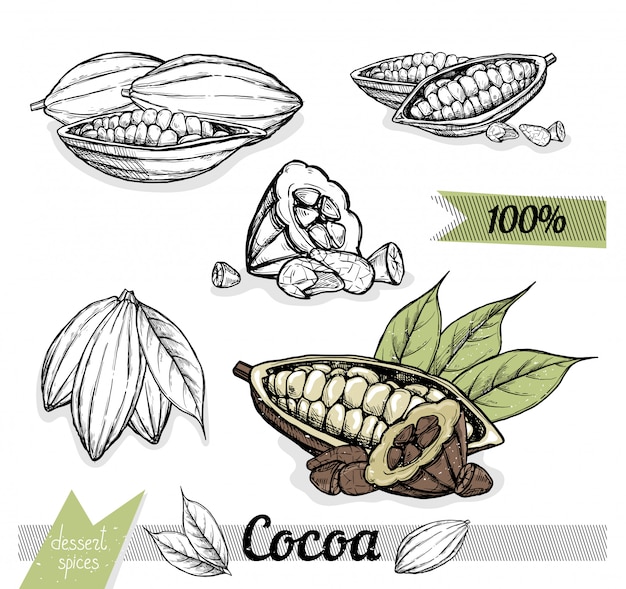 Cacao Isolé Sur Blanc.