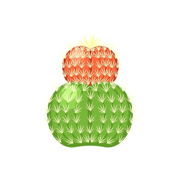 Vecteur cactus coloré et illustration vectorielle de plante succulente