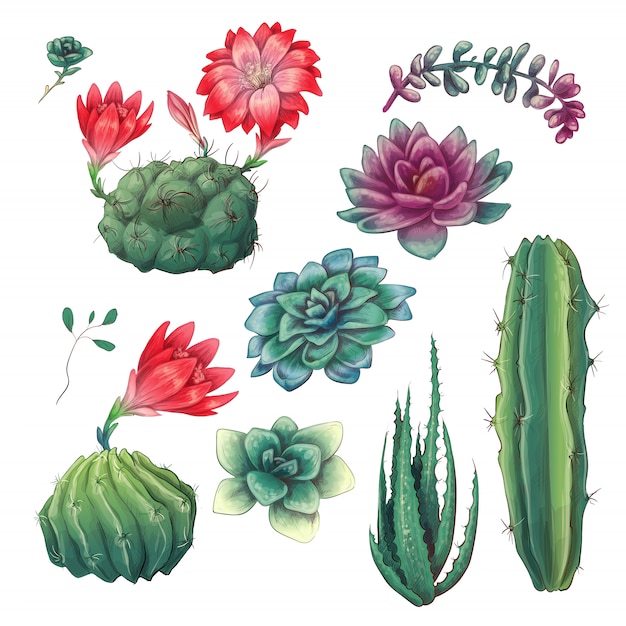 Cactus colorés dessinés à la main et ensemble succulent.