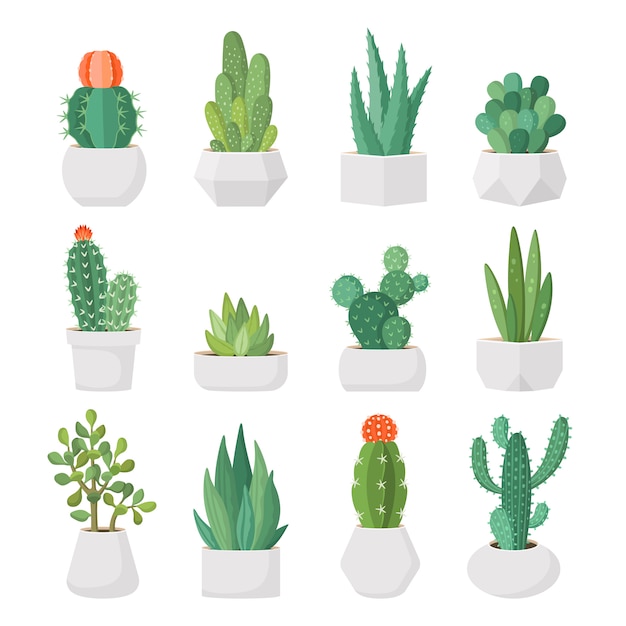 Cactus De Dessin Animé Et Plantes Succulentes Dans Des Pots