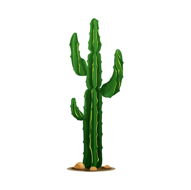 Cactus éléphant cardon géant mexicain isolé